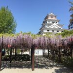 Karatsu Castle with cherry blossoms