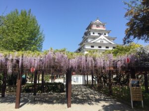 Karatsu Castle with cherry blossoms