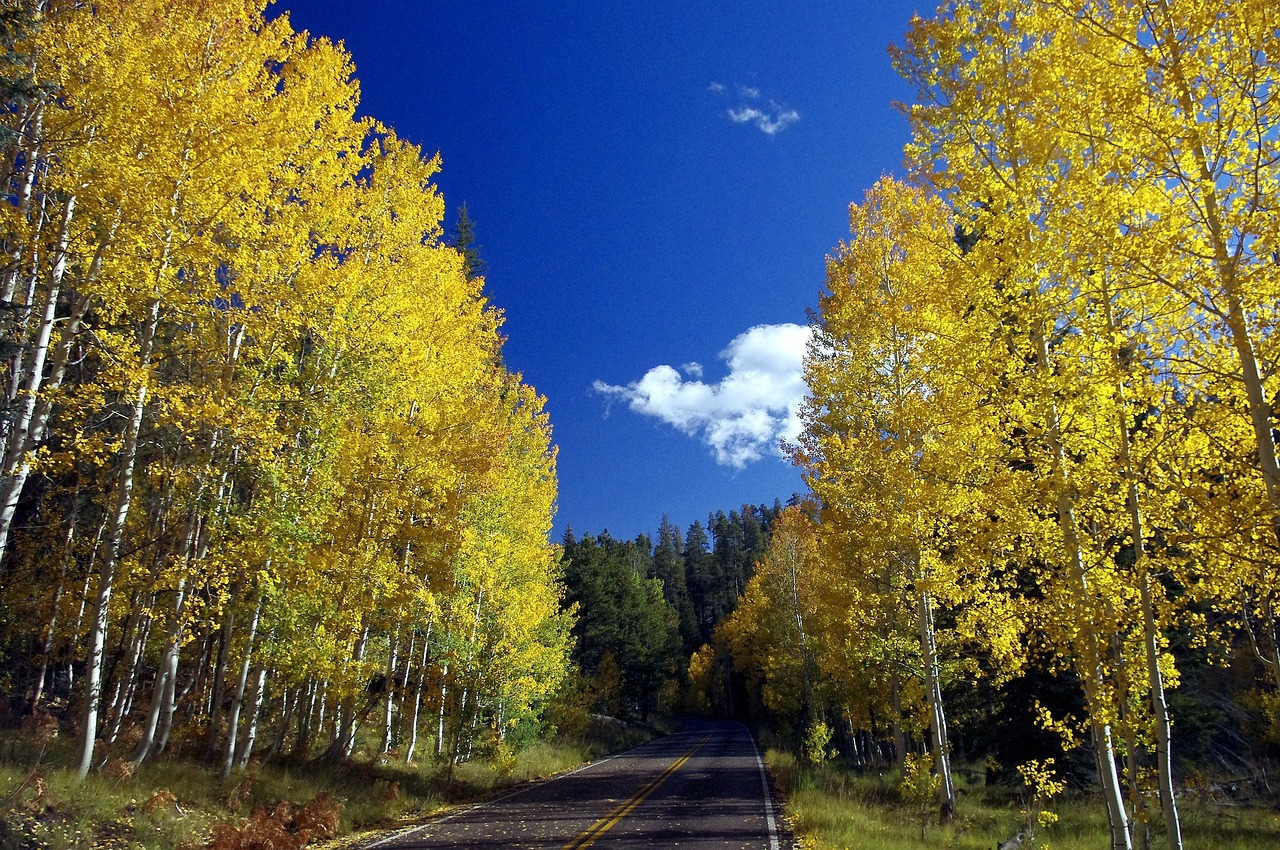 arizona-aspen-autumn