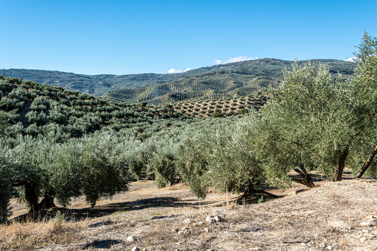 Olive groves with the hills of Barnīs