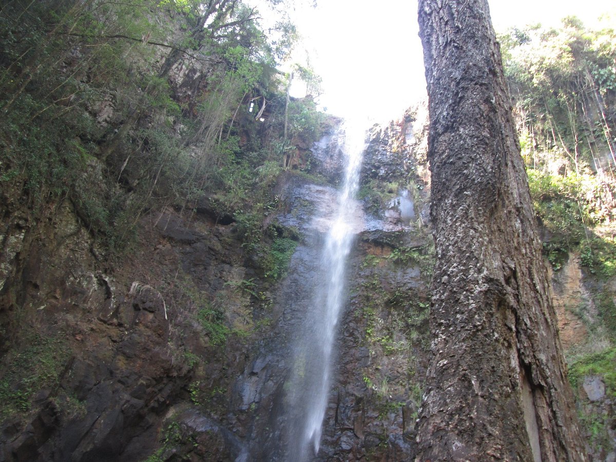 cascata-da-marta-e-arvore