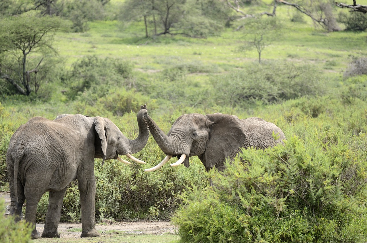 elephants