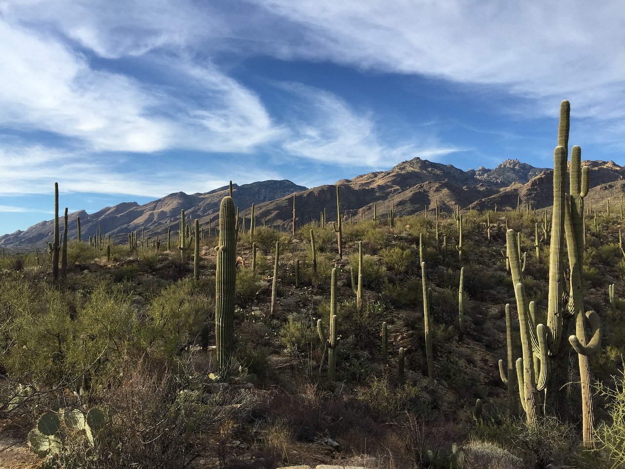 saguaro-cactus