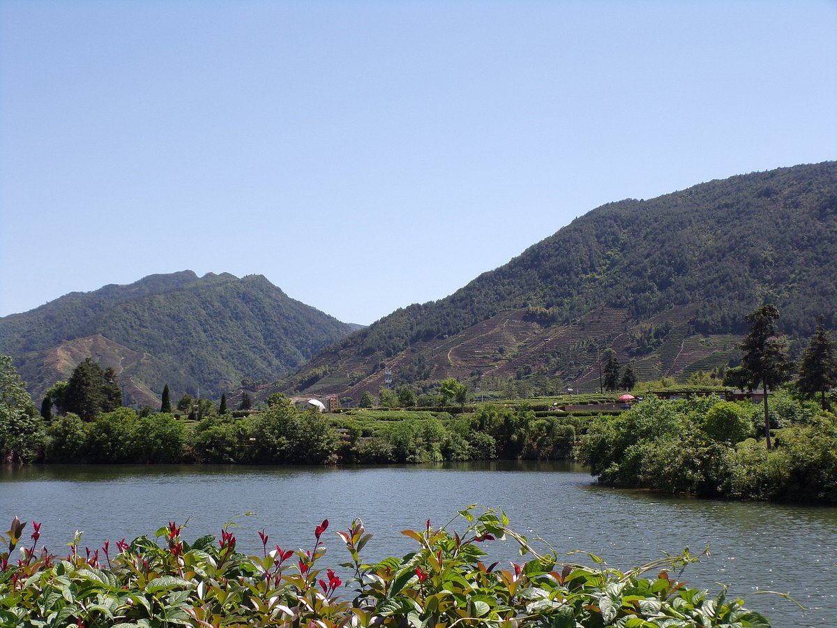 songyang_county-tea-fields