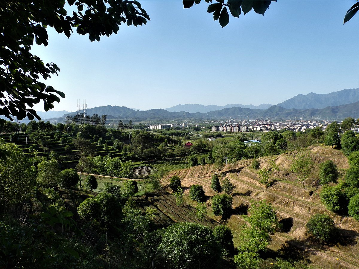 sprawling-fields-of-tea