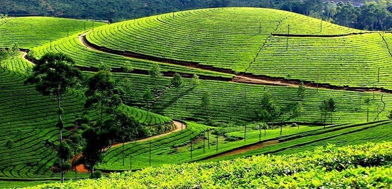 tea-garden-at-munnar