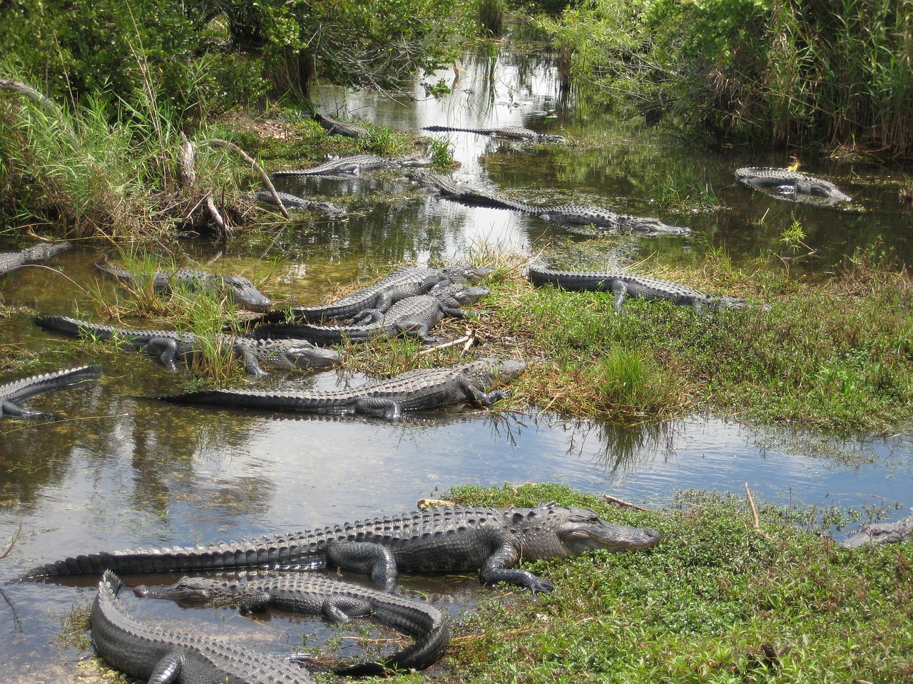 Everglades_National_Park