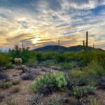 Saguaro National Park