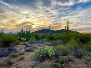 Saguaro National Park