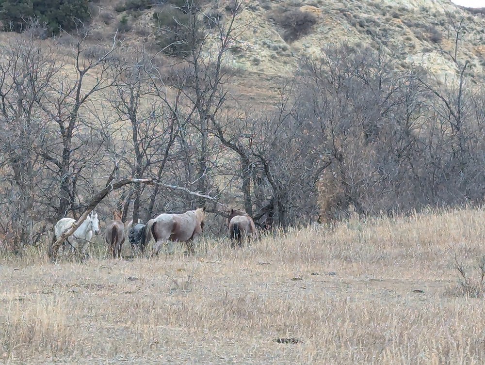 Theodore_Roosevelt_National_Park_Horse