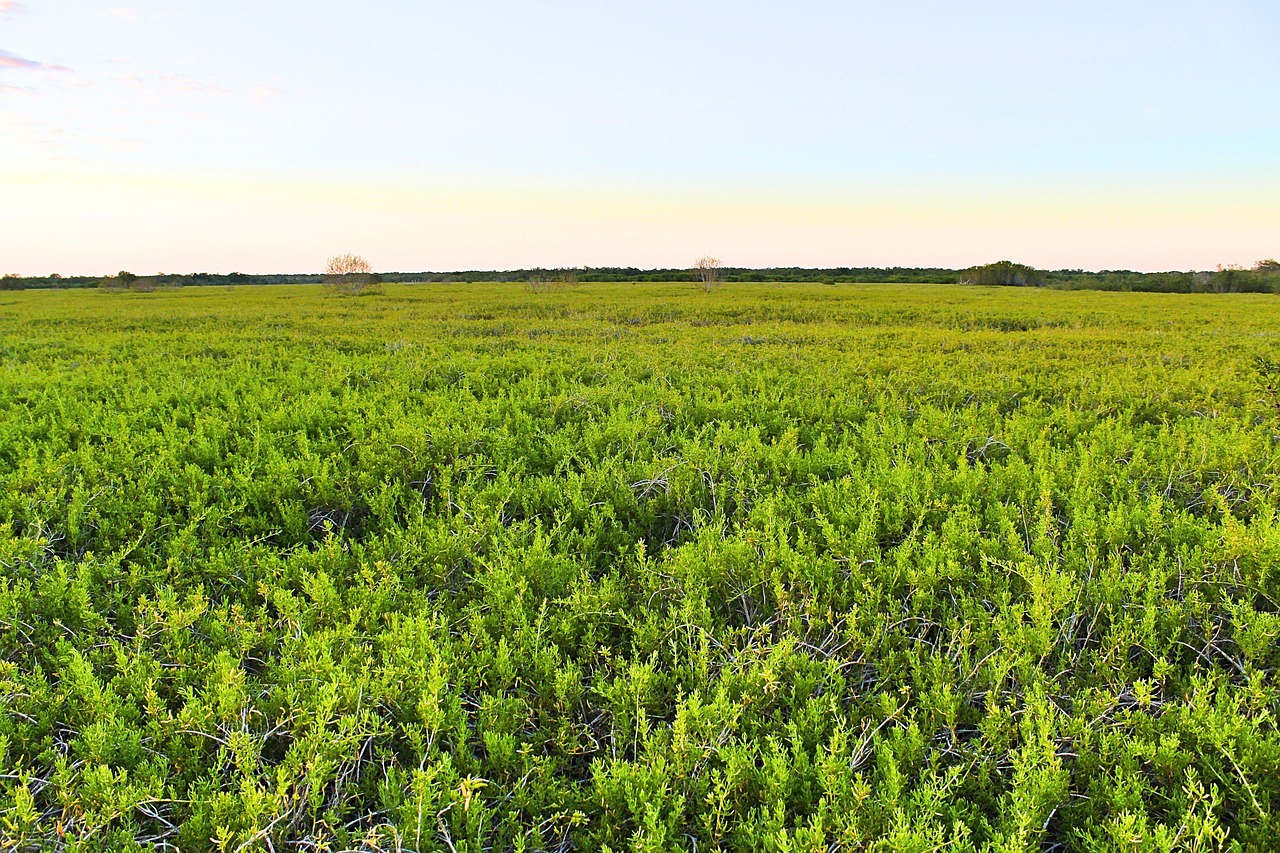 everglades