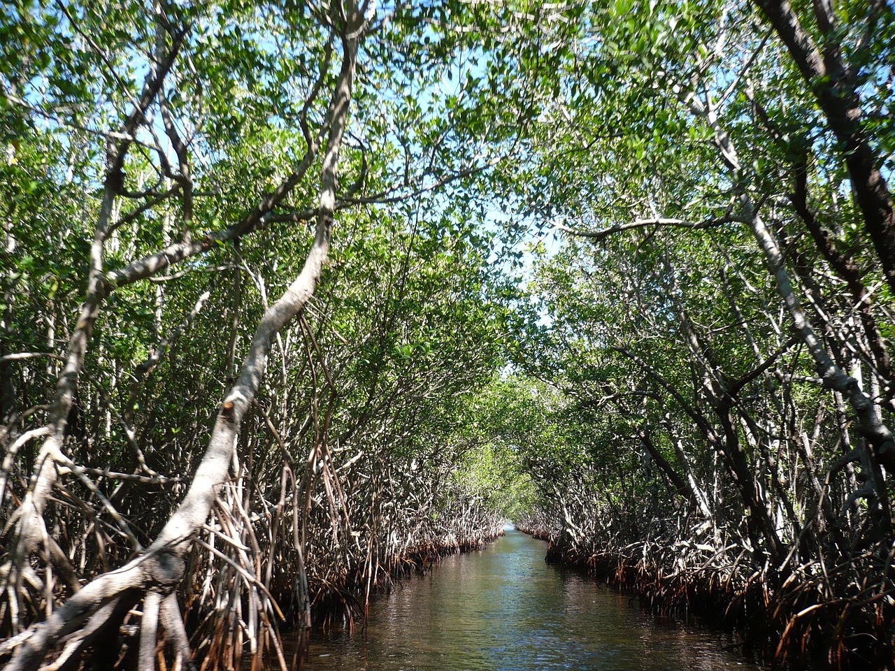 mangroves