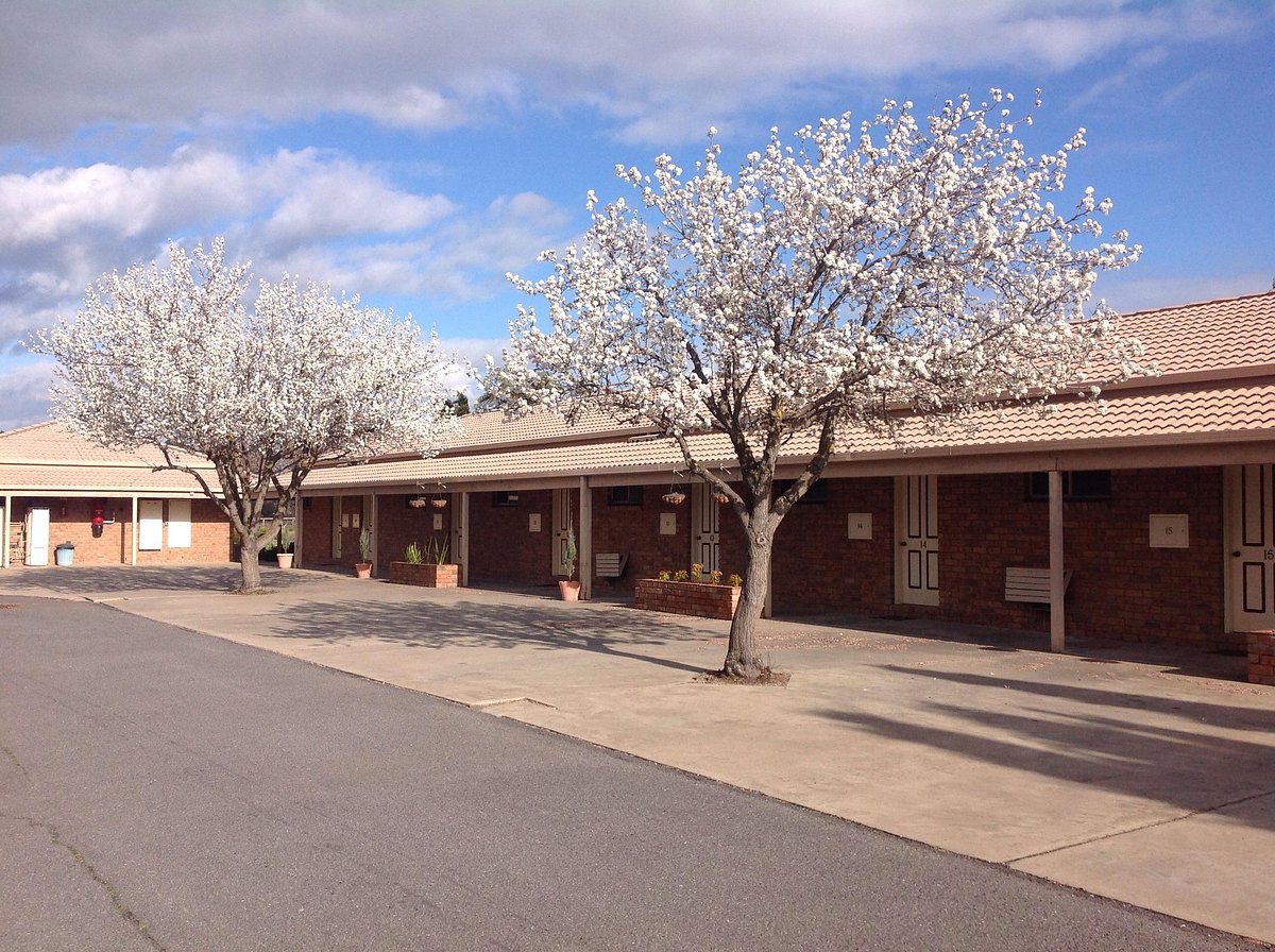 spring-blossoms-at-paradise