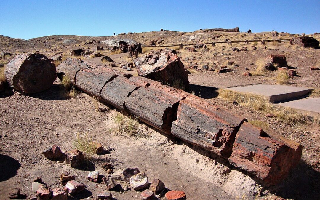 Petrified Forest National Park: A Timeless Desert Wonder