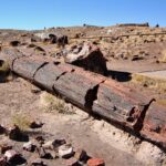 Petrified_Forest