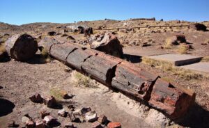 Petrified_Forest