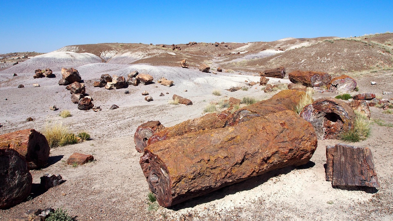 petrified-wood petrified-wood