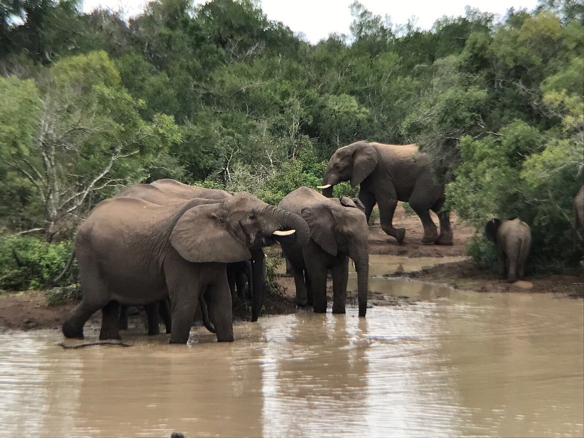 Richards_Bay_Elephants Richards_Bay_Elephants