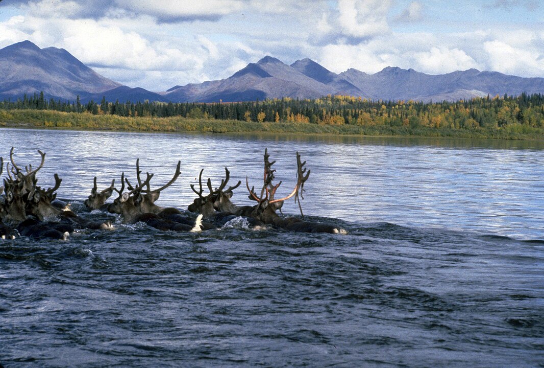 Swimming_the_Kobuk Swimming_the_Kobuk