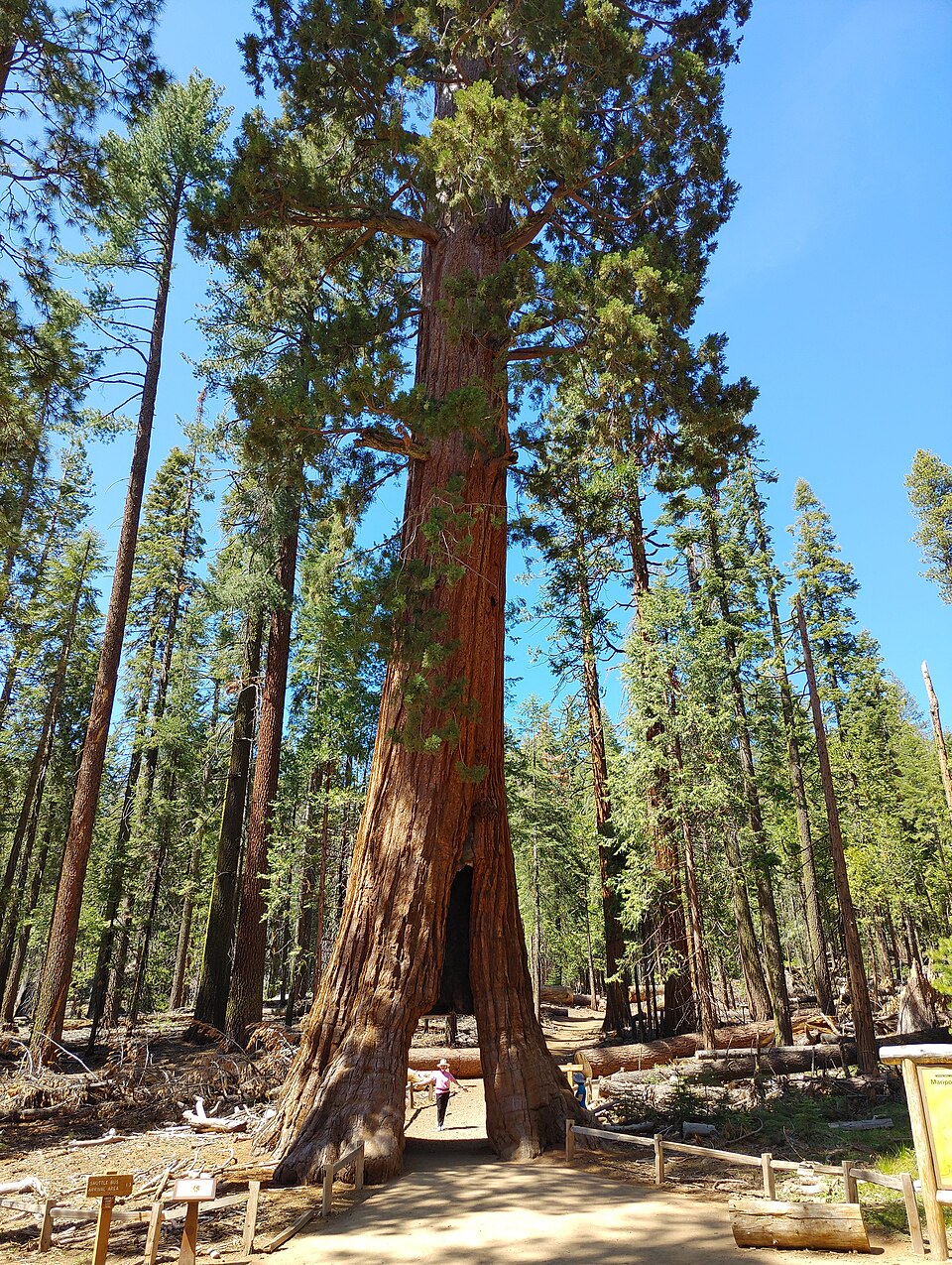 Tunnel_tree_at_Yosemite_National_Park Tunnel_tree_at_Yosemite_National_Park