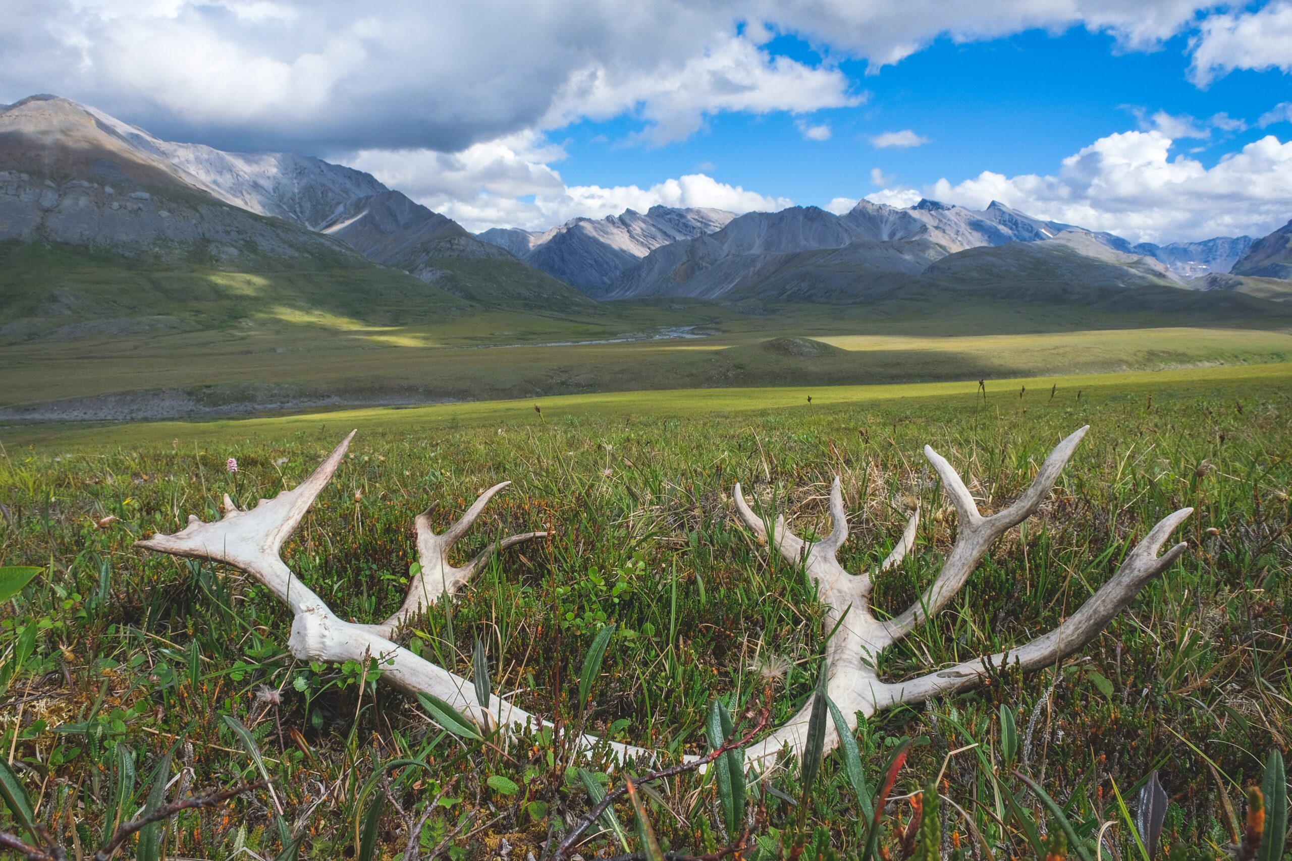 gaar-caribou-antler-anaktuvuk-river-2 gaar-caribou-antler-anaktuvuk-river-2