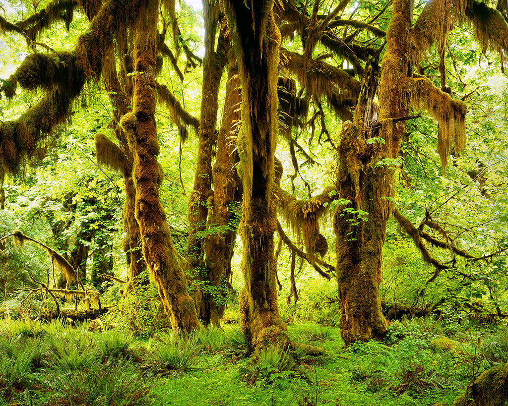 BIG_LEAF_MAPLES_HOH BIG_LEAF_MAPLES_HOH