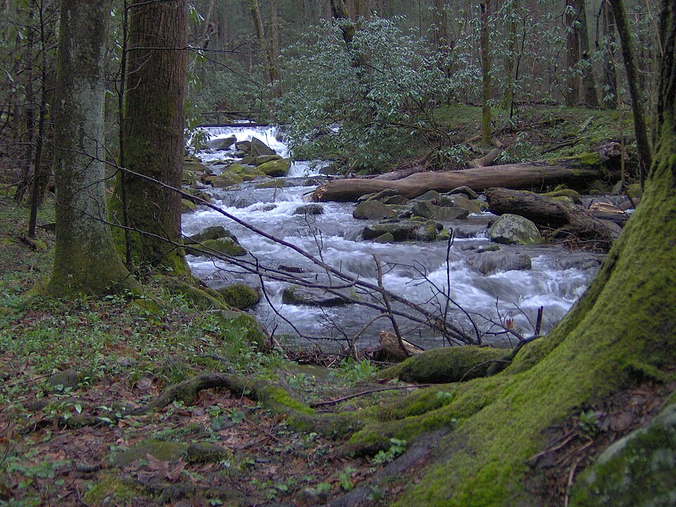 Cosby-creek-cove-hardwood Cosby-creek-cove-hardwood