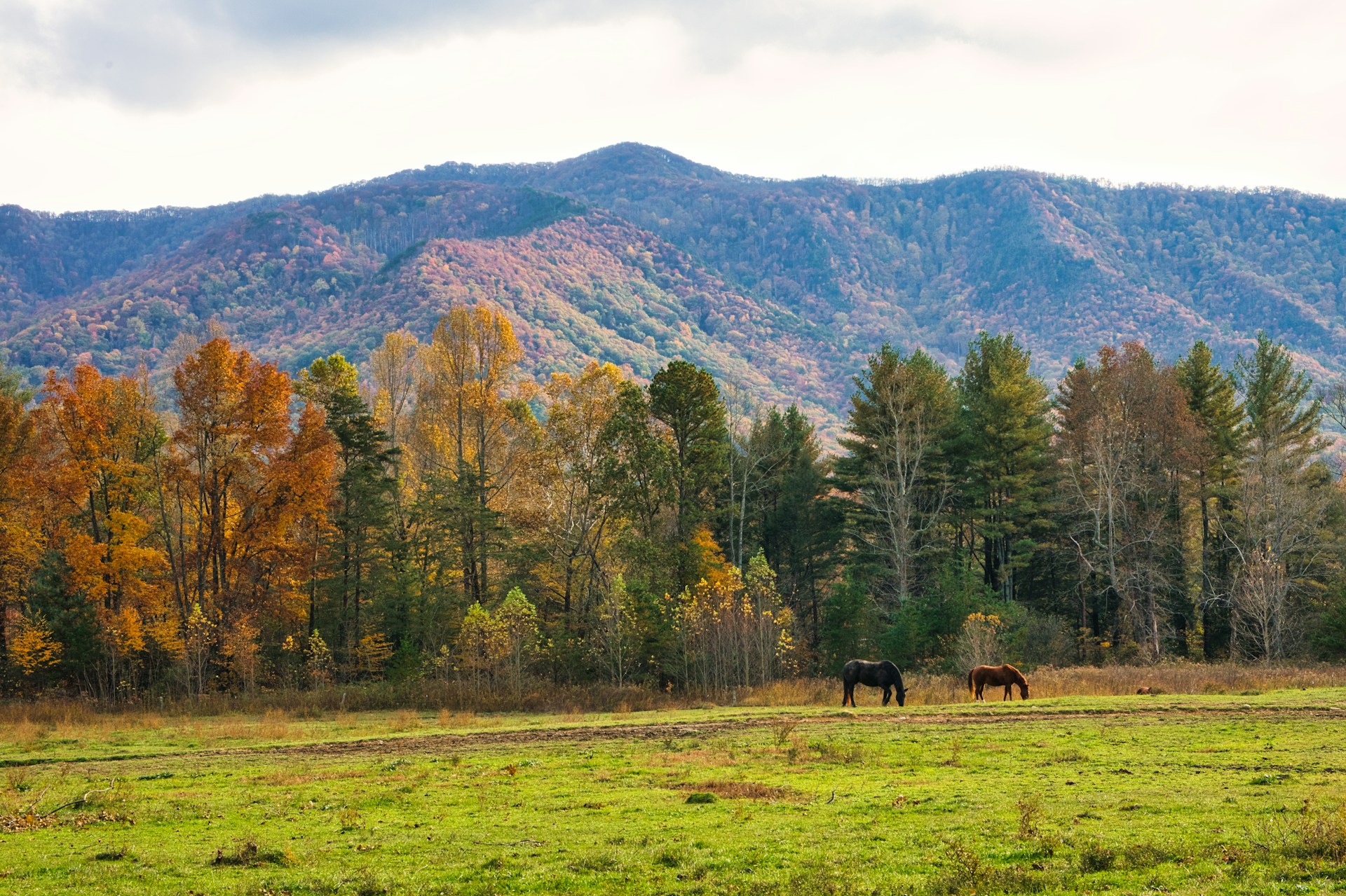 Great_Smoky_Mountains_Horse Great_Smoky_Mountains_Horse