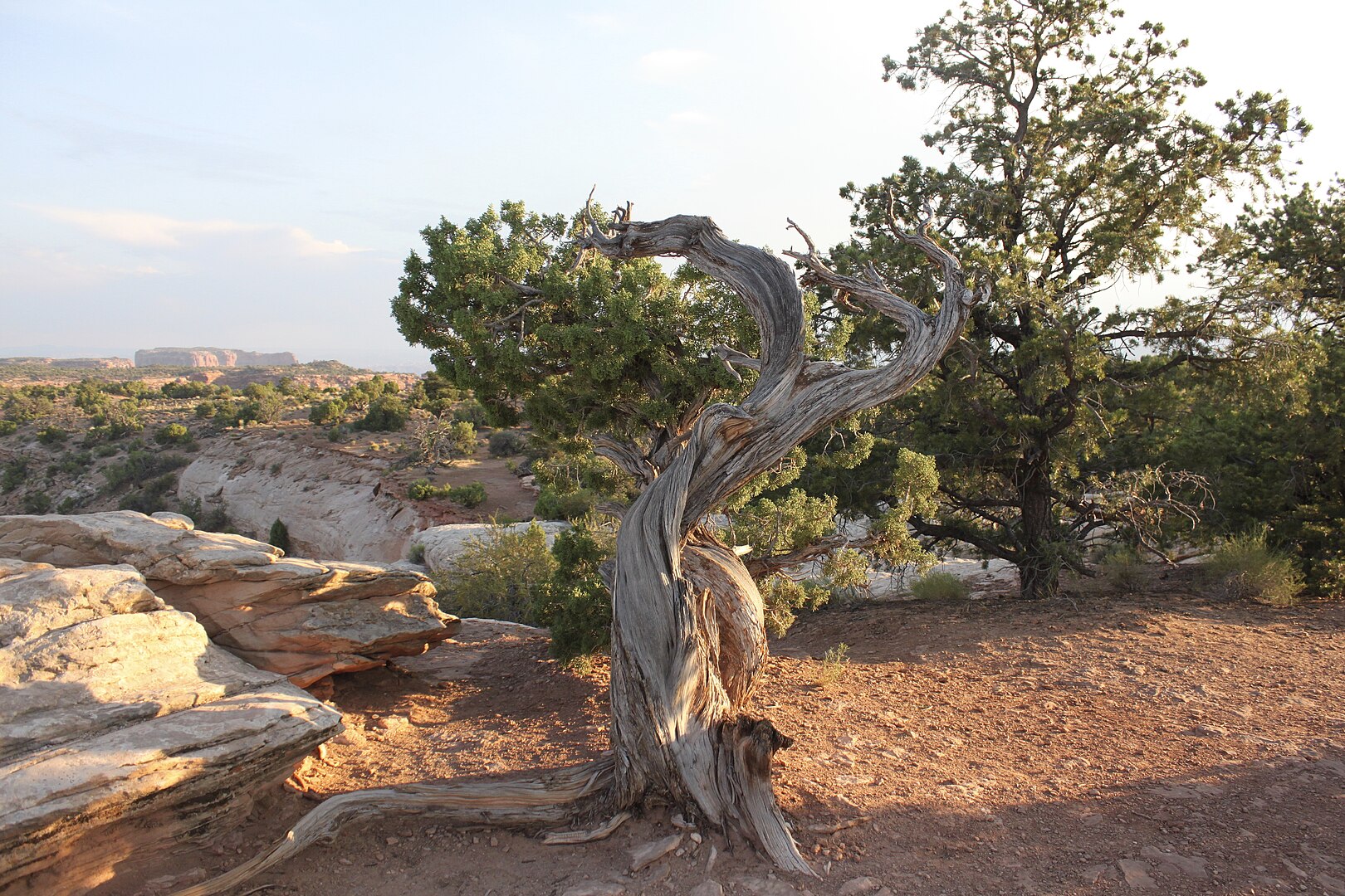 Juniperus_Osteosperma_in_Canyonlands_National_Park Juniperus_Osteosperma_in_Canyonlands_National_Park