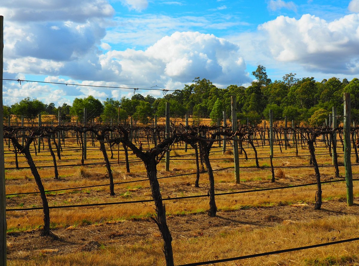 winter-time-in-the-vinyard