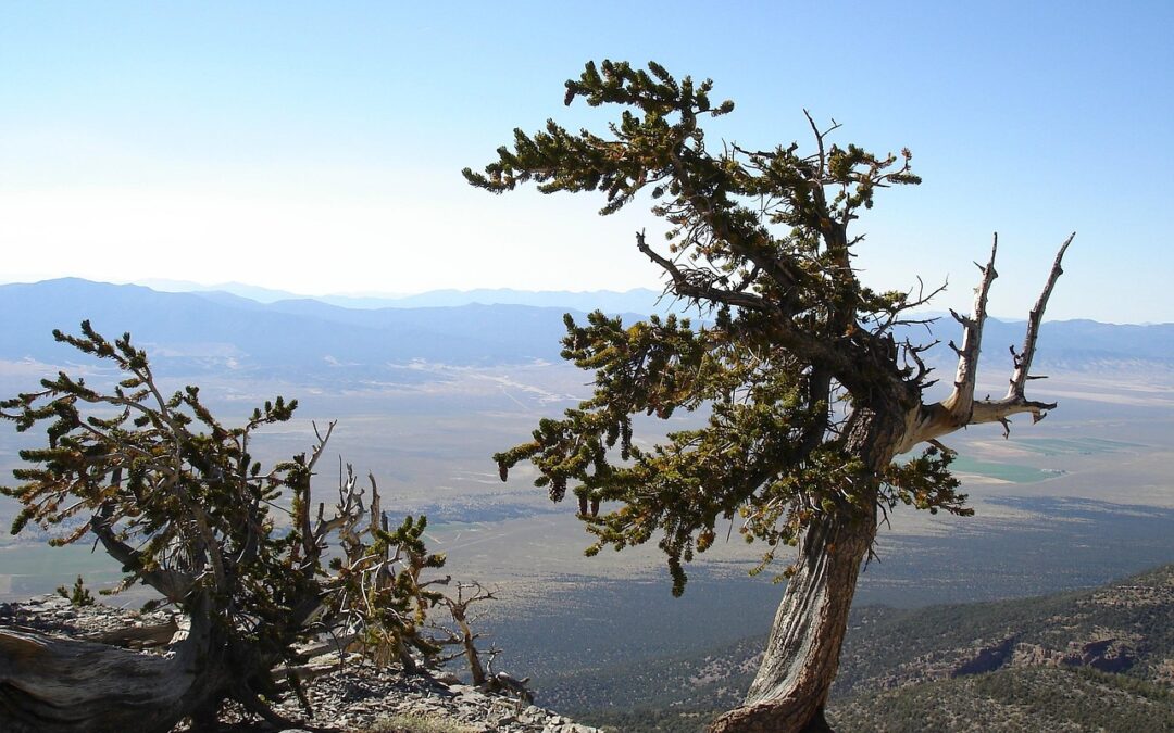 Explore Great Basin National Park: Nevada’s Secret Wilderness